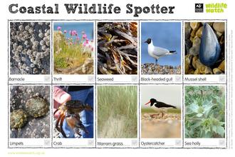 Coastal wildlife