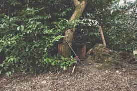 A cat climbing a tree
Description automatically generated with low confidence