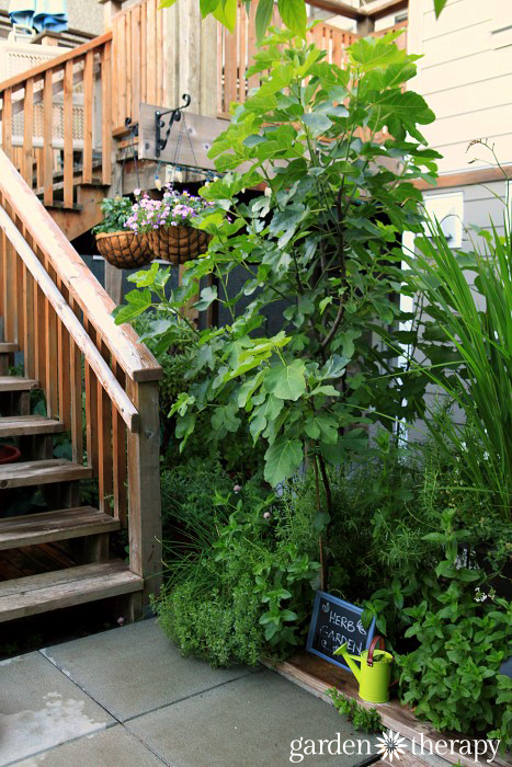 Garden Therapy Back Yard Play Garden Tour (3)