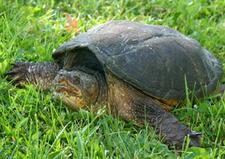 A snapping turtle laying in the grass