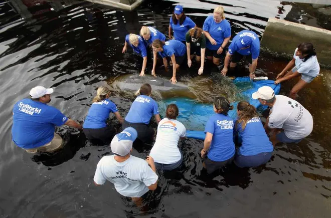 All About the Animal Rescue & Rehabilitation Program - Rehabilitated  Animals | SeaWorld Parks & Entertainment
