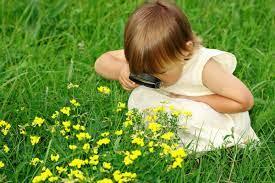A picture containing grass, plant, flower

Description automatically generated