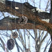 pine cone bird feeders
