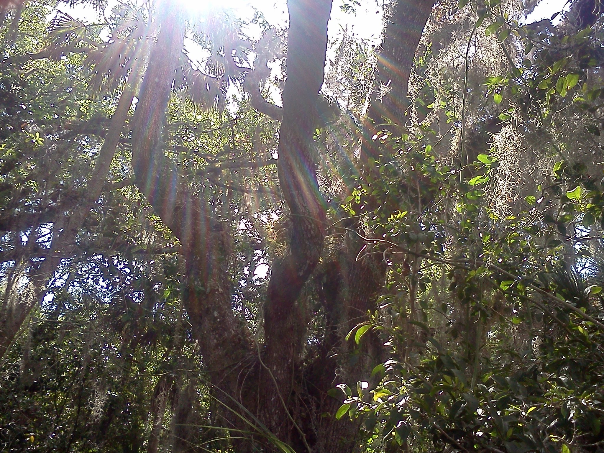 view on a golf course with tall trees